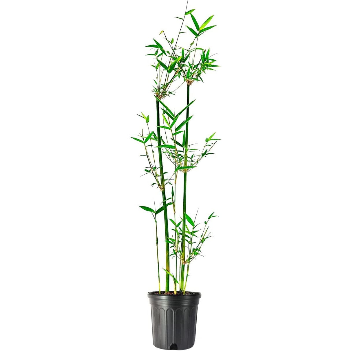 Bambusa Green Hedge Bamboo NonInvasive, Clumping Bamboo t