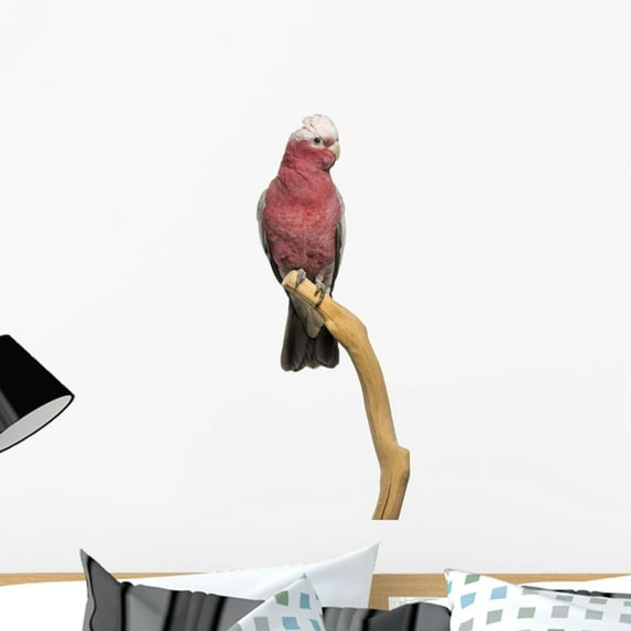 Rose-breasted Cockatoo 2 Years Wall Mural by Wallmonkeys Peel and Stick Graphic (24 in H x 14 in W) WM296997