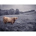 thumbnail image 3 of Frank, Assaf 14x12 Black Modern Framed Museum Art Print Titled - Highland Cow, 3 of 5