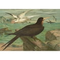 thumbnail image 3 of Johann Friedrich Naumann 24x18 Black Modern Framed Museum Art Print Titled - Phaeton Ethereal, Fregata Eagle, 3 of 5