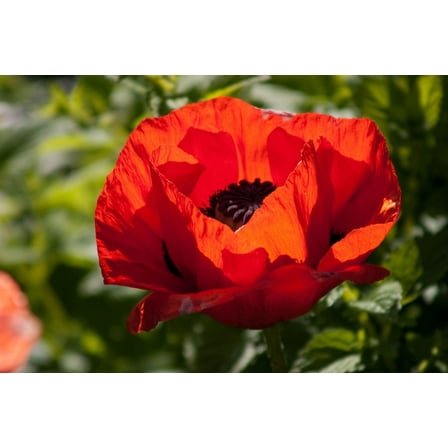 Seedville 100 Turkish Poppy Papaver Somniferum Flower Seeds, Early Fall