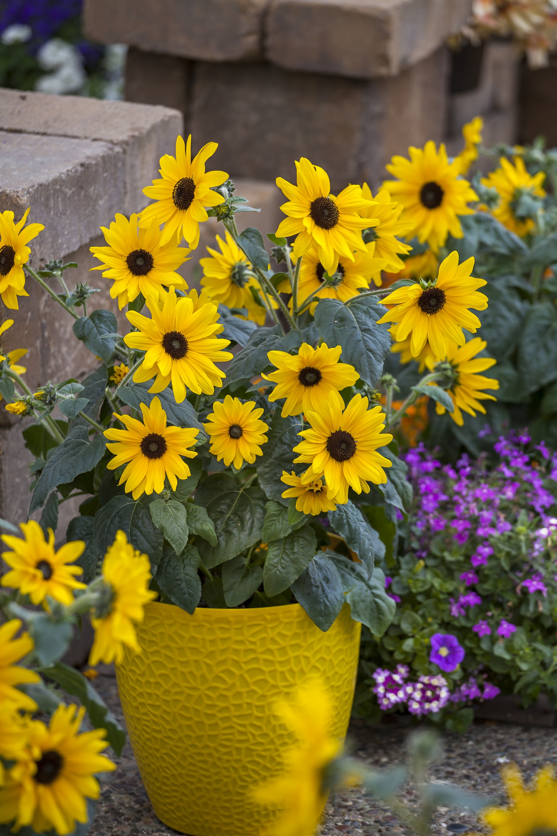 2.5 Quart Sunflower Sunfinity Live Annual Plant with Full Sunlight- 1 Piece