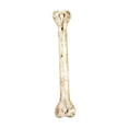 thumbnail image 2 of Artificial Bone Replica Prop Realistic Skeleton Bone Model for Halloween Decoration Education Display, 2 of 7