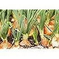 thumbnail image 4 of Yellow Sweet Spanish Onion Seeds for Planting, 750+ Heirloom Seeds Per Packet, (Isla's Garden Seeds), Non GMO Seeds, Botanical Name: Allium cepa, Great Home Garden Gift, 4 of 5