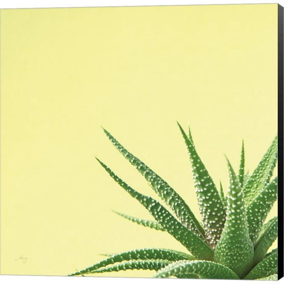 Succulent Simplicity II by Felicity Bradley, Canvas Wall Art