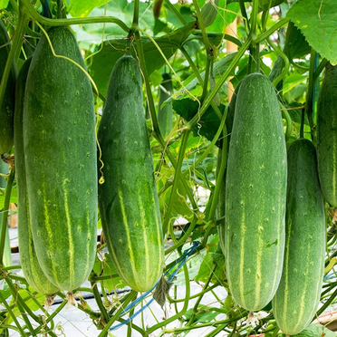 TomorrowSeeds - Poinsett 76 Cucumber Seeds - 50+ Count - For 2025 Planting Slicing Straight