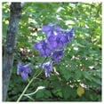 thumbnail image 2 of Everwilde Farms - 1 oz Tall Larkspur Native Wildflower Seeds - Gold Vault Bulk Seed Packet, 2 of 2