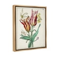 thumbnail image 4 of Stupell Industries Tulips & Moths Study Botanical & Floral Painting Brown Floater Framed Canvas Art Print Wall Art, 25 x 31, 4 of 10