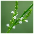 thumbnail image 3 of Everwilde Farms - 2000 White Vervain Native Wildflower Seeds - Gold Vault Seed Packet, 3 of 4