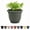 Basil, variant on Bloem Ariana 6" Vanilla Bean Round Self-Watering Resin Planter Pot - Rolled Rim Indoor and Outdoor Gardening Planter