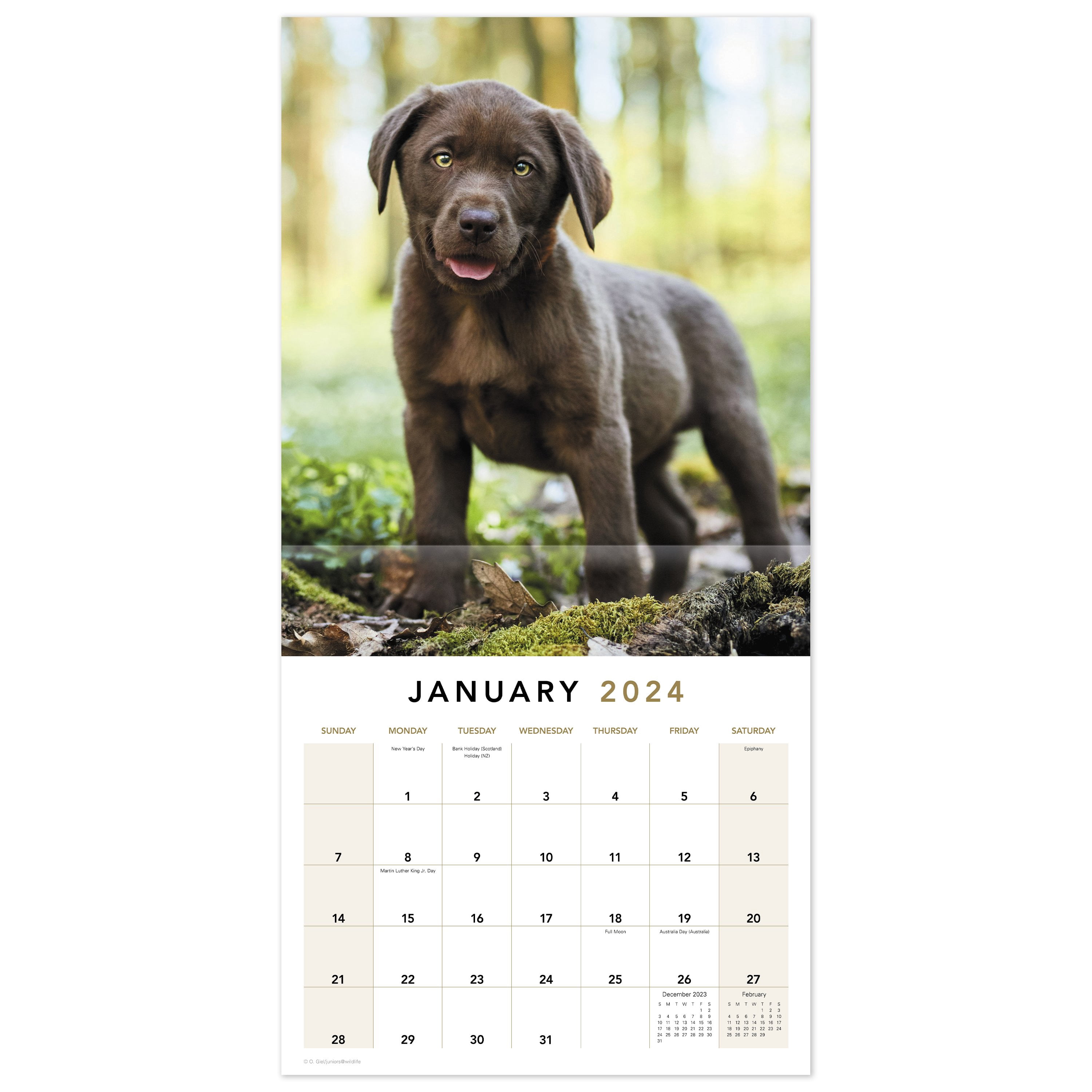 Puppies 2024 Monthly Wall Calendar 12 x 12 - Wall Calendars