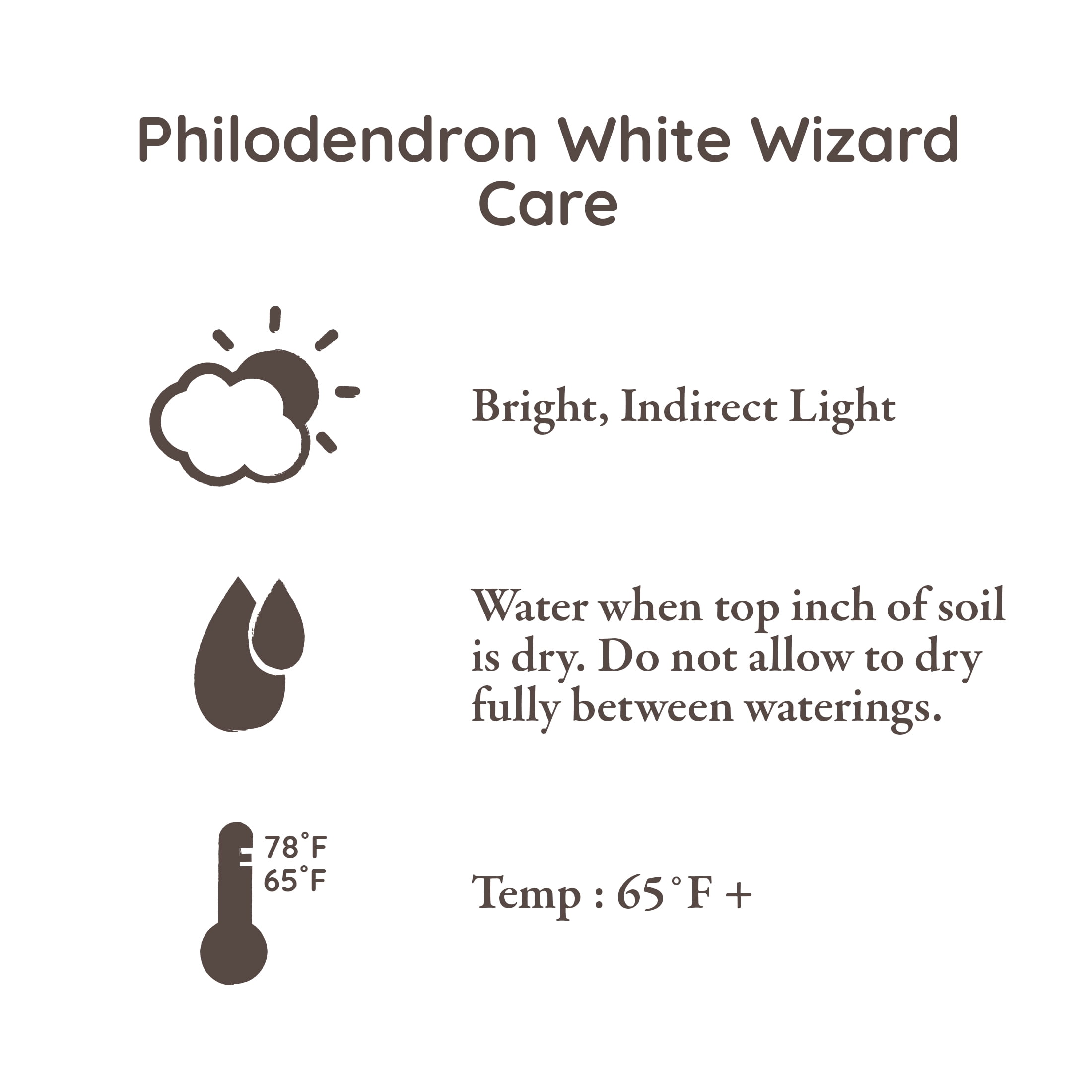 Wild Interiors 14" Philodendron White Wizard Live Plant in 5" Grower Pot, House Plant