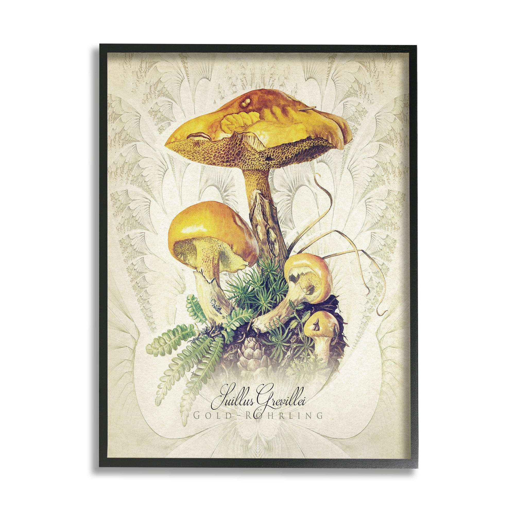 Stupell Industries German Scientific Mushroom Study Botanical & Floral Painting White Framed Art Print Wall Art