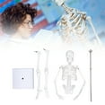 thumbnail image 1 of Mini modelo de esqueleto de cuerpo humano de 45 cm estructura ósea anatómica médica de PVC con brazos piernas y soporte móviles para juguetes científicos modelo de estudio ANGGREK Otros, 1 of 8