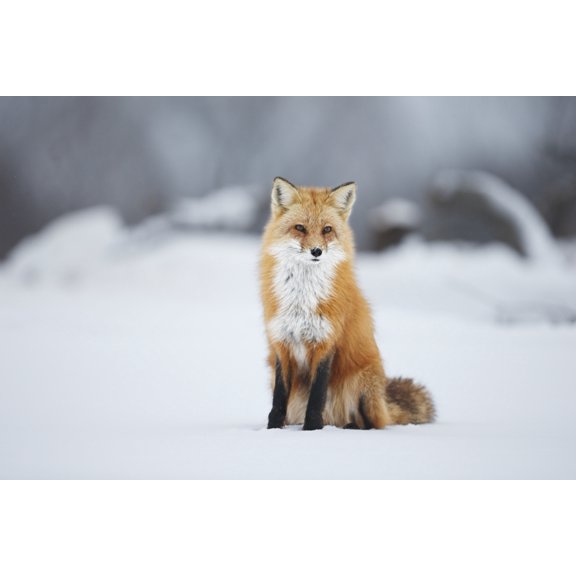 Male red fox (vulpes vulpes) sitting in the snow in winter Montreal Quebec Canada Canvas Art - Vladislav Kamenski  Design Pics (19 x 12)