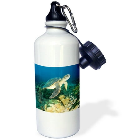 

3dRose Green Sea Turtle Makena SP Maui Hawaii - US12 SWS0150 - Stuart Westmorland Sports Water Bottle 21oz
