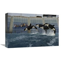 12 x 18 in. Orca Trio Jumping, Sea World, San Diego, California Art Print - Flip Nicklin