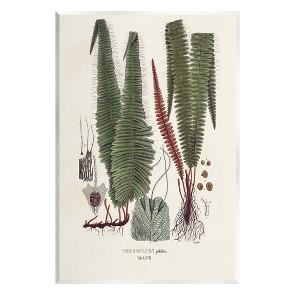 Stupell Industries Fern Latin Study Botanical & Floral Painting Unframed Art Print Wall Art, 10 x 15