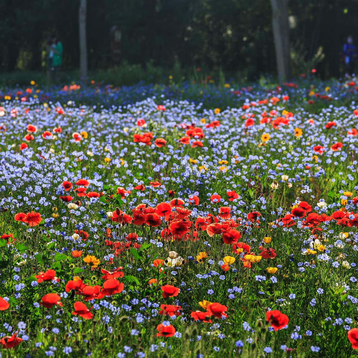 Wildflower Seed Mix,Hardy Perennial Flower Seeds Easy to Grow,Excellent General Purpose Mixture
