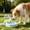 Blue, variant on Pet Water Bottle Large Capacity Foldable Design Portable and Safe for Outdoor Use Hydration Solution for Dogs and Cats During Travel
