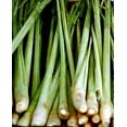 thumbnail image 3 of Hirt's Gardens Lemon Grass Plant - Cymbopogon - 6" Pot, 3 of 4