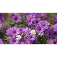 thumbnail image 5 of Seedville 100 Purple England Aster Flower Seed, Attracts Birds, Bees, Butterflies, 5 of 10