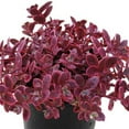 thumbnail image 3 of Better Homes and Gardens Outdoor Live Plant Sedum Stonecrop Sunsparkler Wildfire Red 1QT, Full Sun, 3 of 6