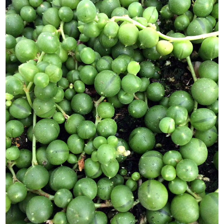 String of Pearls — Green Acres Nursery & Supply