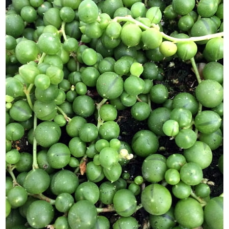 Hirt's String of Pearls - Senecio rowleyanus - Easy to Grow - 4 Hirt's String of Pearls - Senecio rowleyanus - Easy to Grow - 4