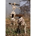 thumbnail image 3 of Skeleton Cat, 3 of 5