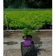 thumbnail image 5 of Tiger Eyes® Sumac, 5 of 6