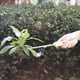 thumbnail image 4 of Stainless Steel Weed Cutter Garden Manual Weeder Root Cutter Stainless Steel Weed Cutter Gardening, 4 of 4