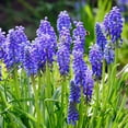 thumbnail image 6 of Garden Gem Mixed Flower Collection, 100 Bulbs - Featuring 4 Varieties of Yellow, Blue, White & Purple Flowers, 6 of 9