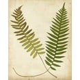 thumbnail image 2 of Heath, Francis G. 20x24 Black Ornate Wood Framed with Double Matting Museum Art Print Titled - Fern Portfolio III, 2 of 4