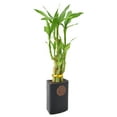 thumbnail image 2 of Arcadia Garden Products Live 5-Stem Lucky Bamboo in 2.5" Contour II, Black, 2 of 5