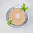 thumbnail image 3 of Mini Brazilian Wood Potted Plants Clean Air Lucky Wood Plant Pot Hydroponic Plants Hydroponic Tree, 3 of 5