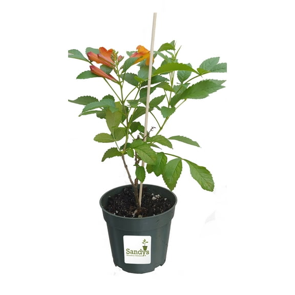 Sun Trumpets Tecoma Orange 4 Inch Pot