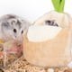 thumbnail image 2 of GOOHOCHY Escondite de cobayas Casa para hámsteres Casa para cobayas Casa para chinchillas Cama navideña para mascotas pequeñas, 2 of 7