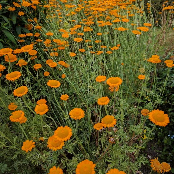 Outsidepride Marguerite Daisy Orange - 10000 Seeds