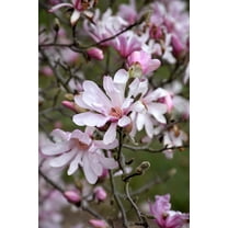 Leonard Messel Magnolia Tree ( Deciduous ) - ( 1 QT ) - Light Pink Flowers - Full Sun