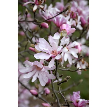 Leonard Messel Magnolia Tree ( Deciduous ) - ( 1 QT ) - Light Pink Flowers - Full Sun