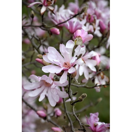 Leonard Messel Magnolia Tree ( Deciduous ) - ( 1 QT ) - Light Pink Flowers - Full Sun