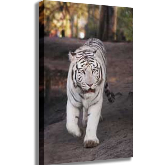 White Tiger Canvas Print
