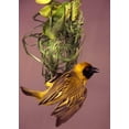 thumbnail image 2 of Williams, Joanne 24x32 Black Ornate Wood Framed with Double Matting Museum Art Print Titled - Kenya Masked weaver bird building a nest, 2 of 4