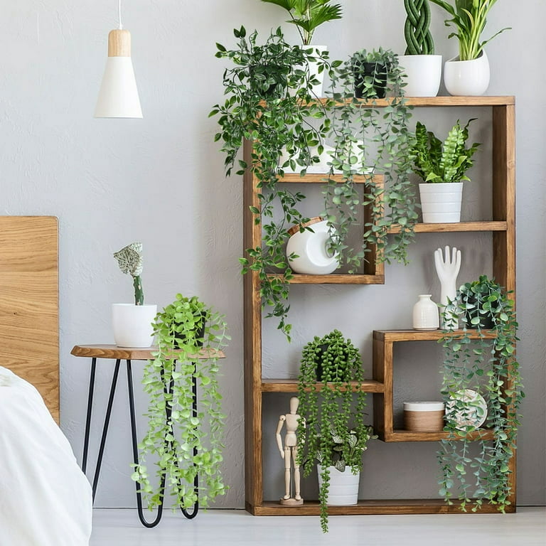 pothos hanging plant 50