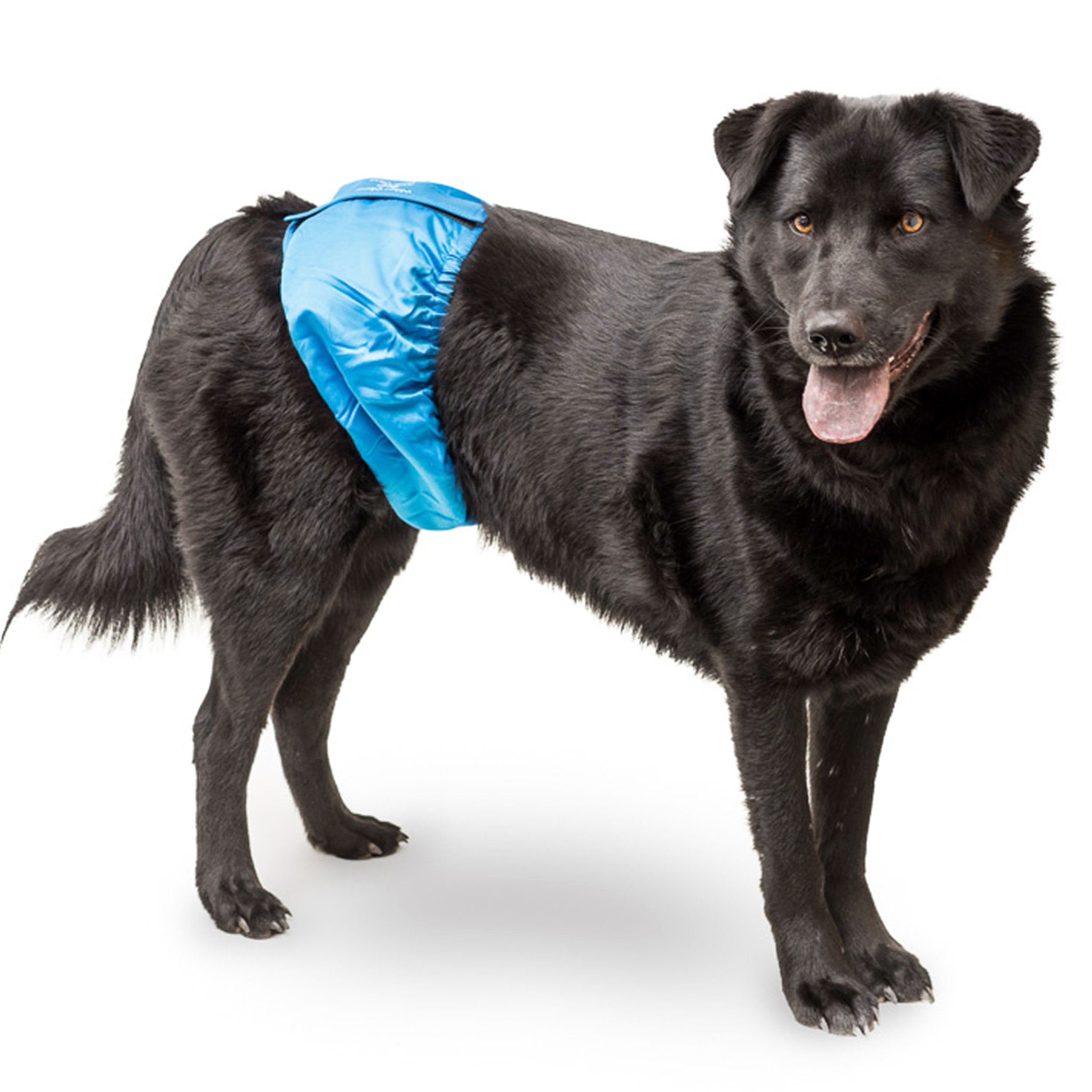 puppy diapers for male dogs