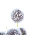 thumbnail image 1 of Vickerman Vickerman 12 Pouces Gris Lavande Pompon Buisson 6/Pk - FV194086, 1 of 2