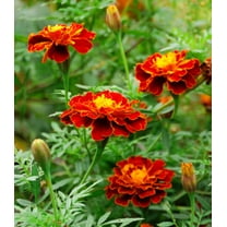 Earthcare Seeds - Marigold French Sparky 500 Seeds (Tagetes Patula) Heirloom - Open Pollinated