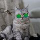 thumbnail image 1 of Bonitas y geniales gafas de sol para mascotas, accesorios para perros y gatos, accesorios de moda para fiestas, accesorios bonitos para mascotas, accesorios de regalo., 1 of 4