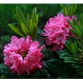 thumbnail image 2 of Haaga Rhododendron, 2 of 2